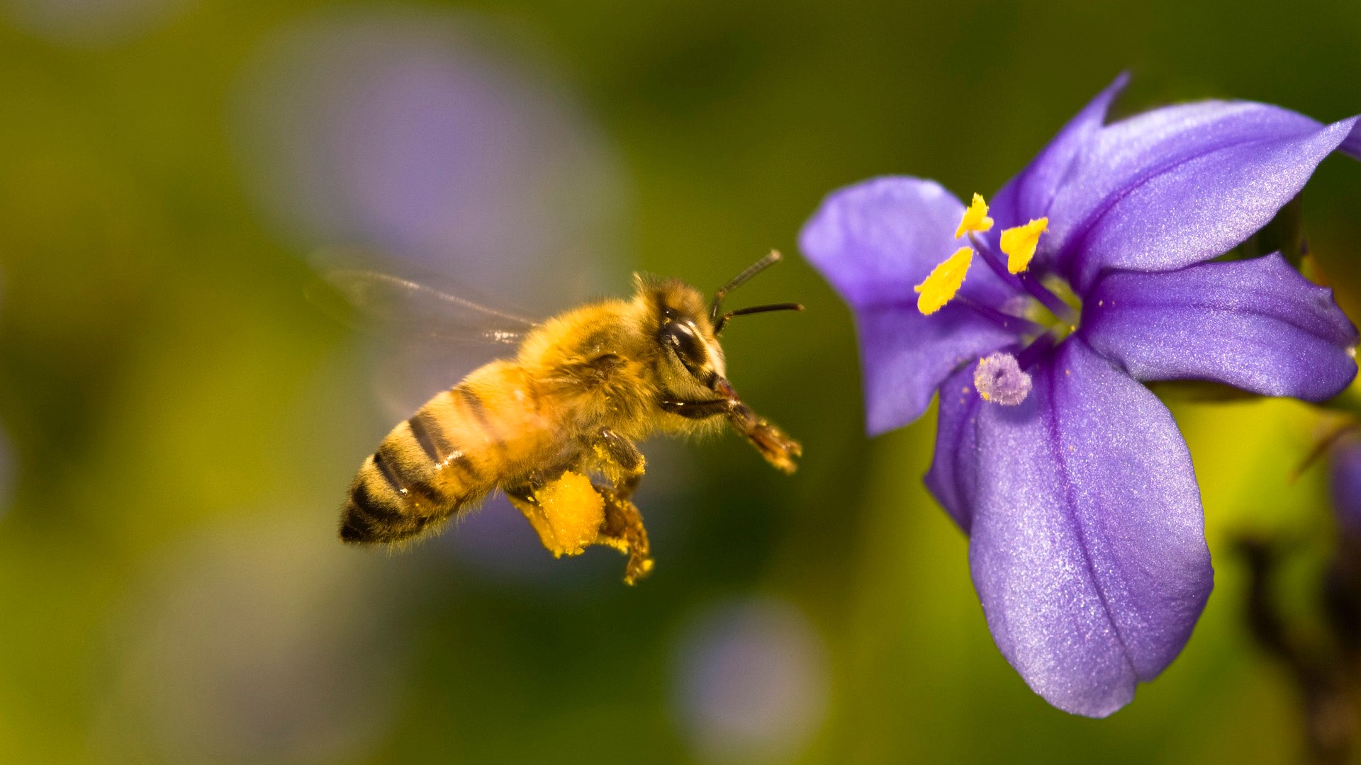 Honey bee hovering near a flower