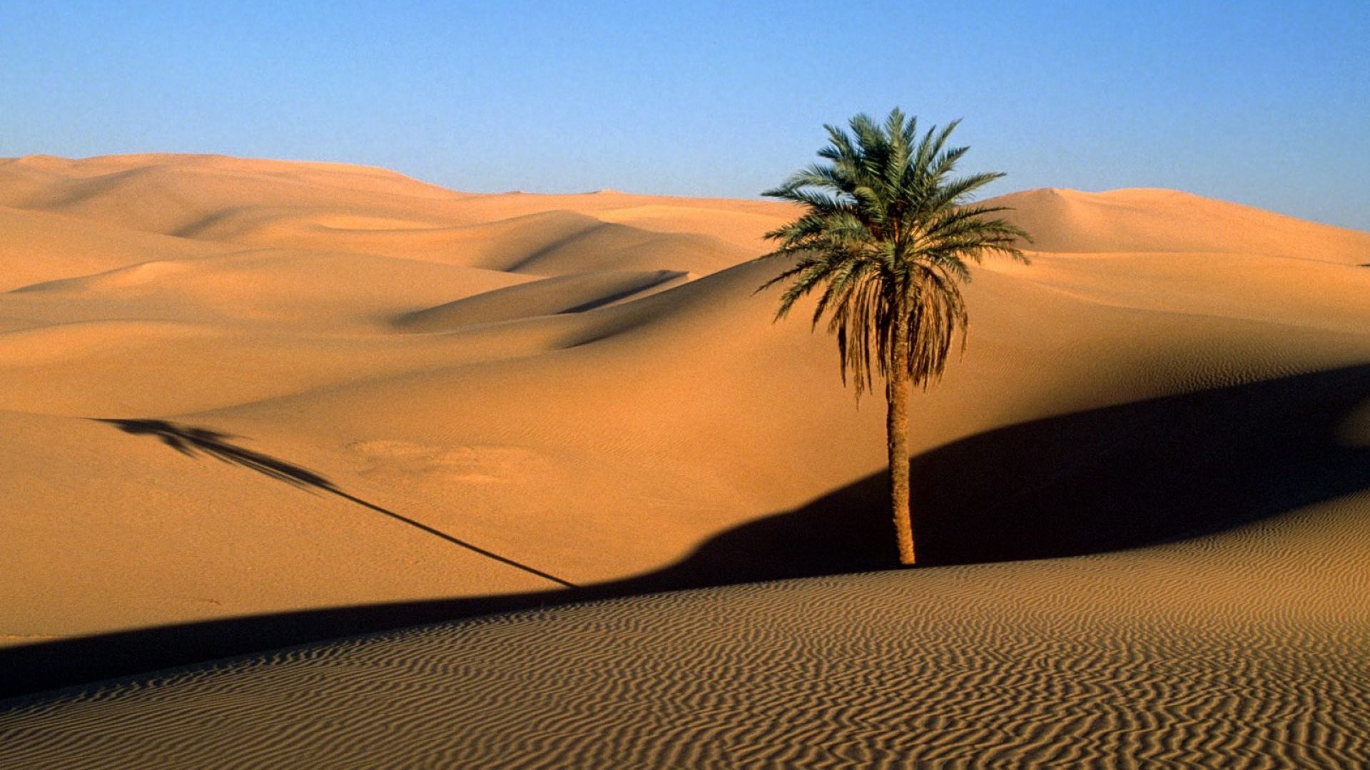 Palm tree in desert