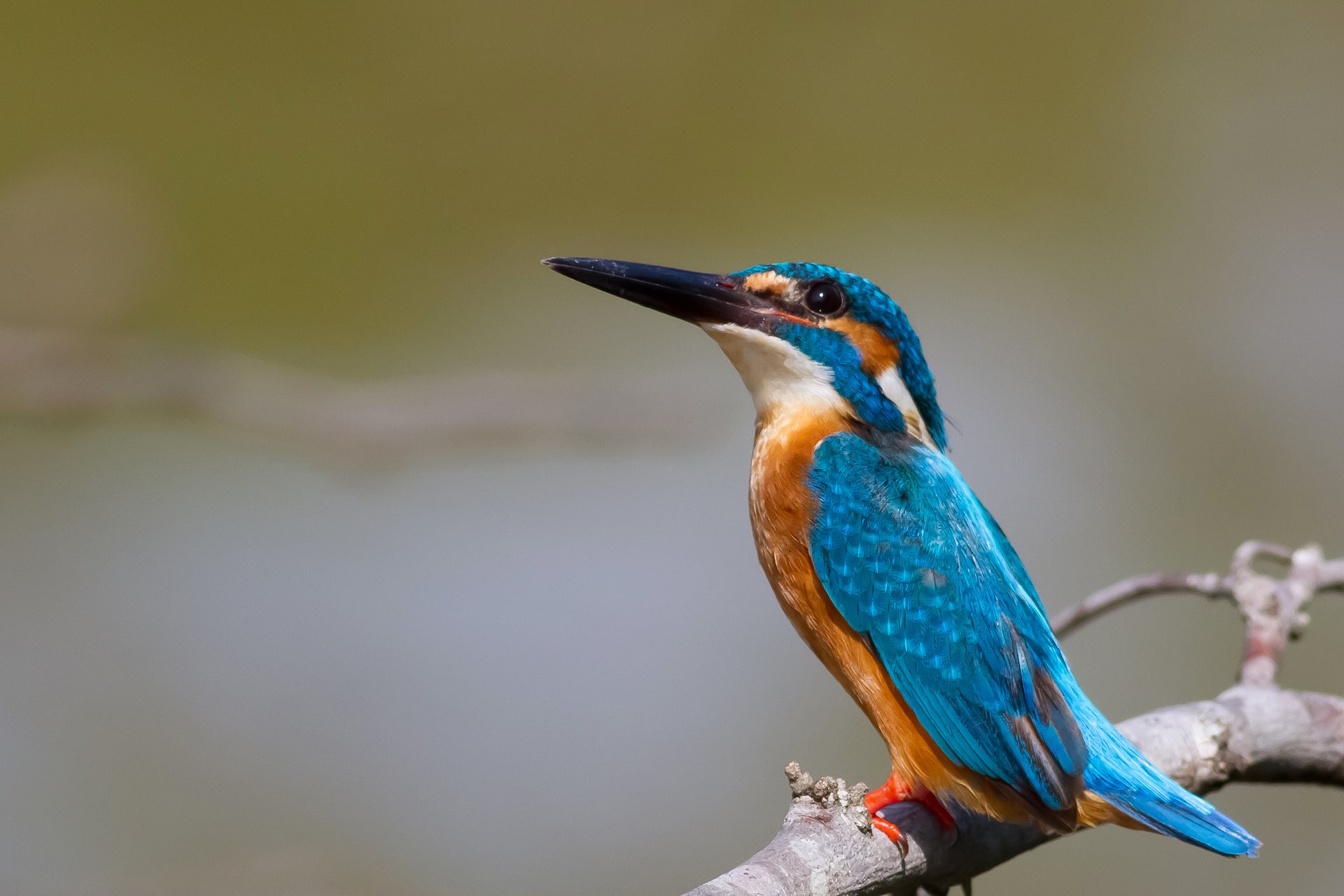Common Kingfisher in Hambantota, Sri Lanka