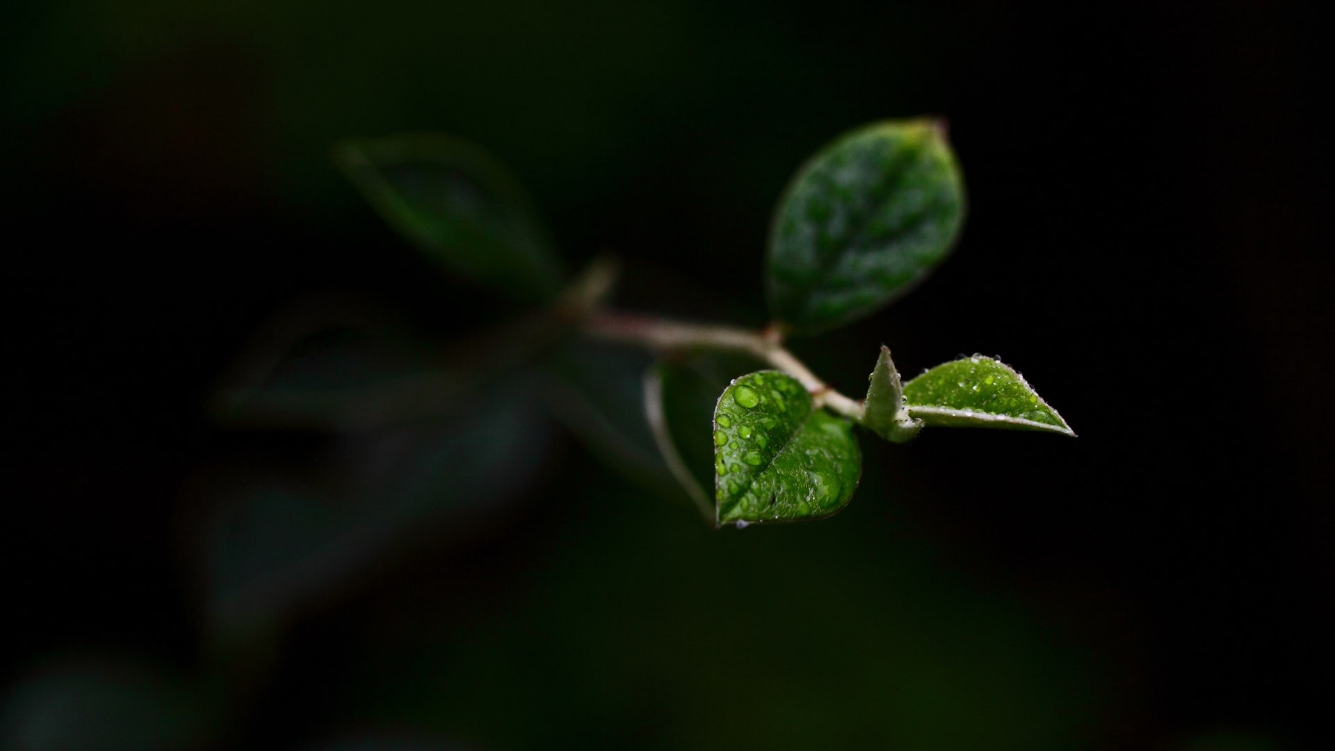 Growing plant